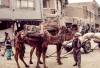 Afghan Camels