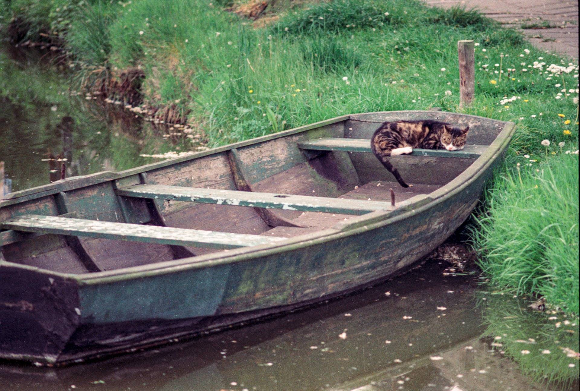 Dutch Cat in boat